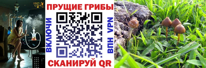 Галлюциногенные грибы Psilocybine cubensis  Волжский 